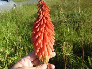 Red hot poker(Kniphofia uvaria)