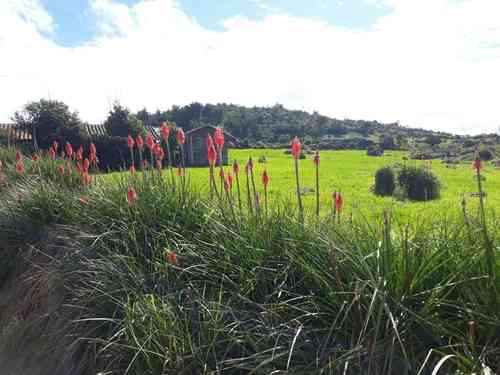 Red hot poker(Kniphofia uvaria)