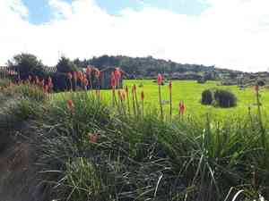 Red hot poker(Kniphofia uvaria)