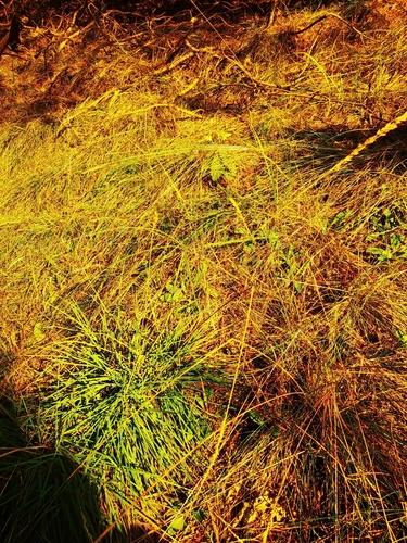 Blue hairgrass