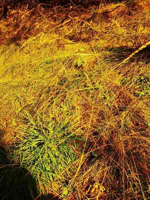 Blue hairgrass(Koeleria glauca)