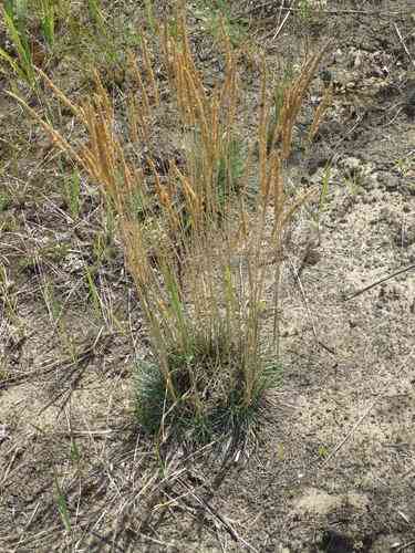 Blue hairgrass(Koeleria glauca)