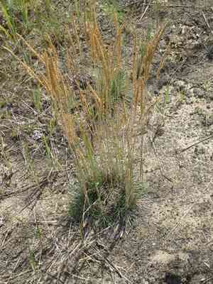 Blue hairgrass(Koeleria glauca)