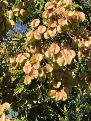 Flamegold rain tree(Koelreuteria elegans)