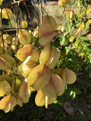 Flamegold rain tree(Koelreuteria elegans)