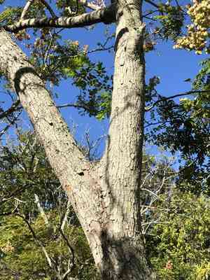Flamegold rain tree(Koelreuteria elegans)