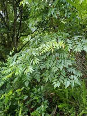 Flamegold rain tree(Koelreuteria elegans)