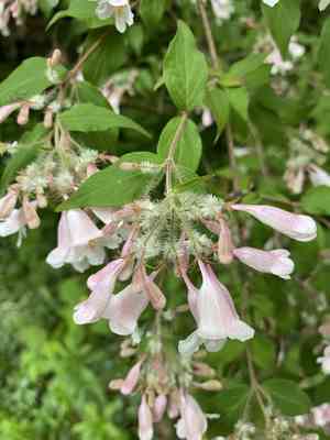 Beauty bush(Kolkwitzia amabilis)