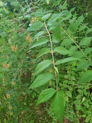 Beauty bush(Kolkwitzia amabilis)