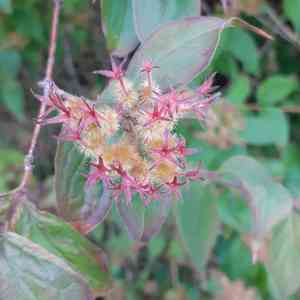 Beauty bush(Kolkwitzia amabilis)