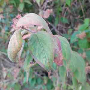 Beauty bush(Kolkwitzia amabilis)