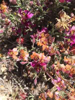 Littleleaf ratany(Krameria erecta)