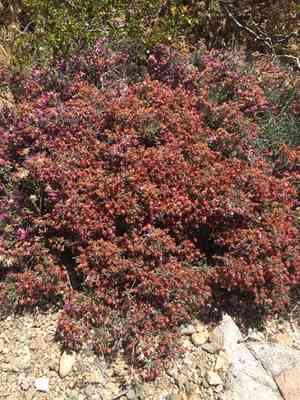 Littleleaf ratany(Krameria erecta)