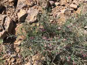 Littleleaf ratany(Krameria erecta)