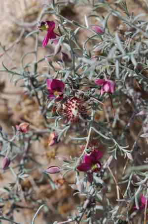 Littleleaf ratany(Krameria erecta)