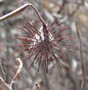 White ratany(Krameria grayi)