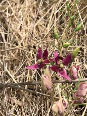 Trailing krameria(Krameria lanceolata)