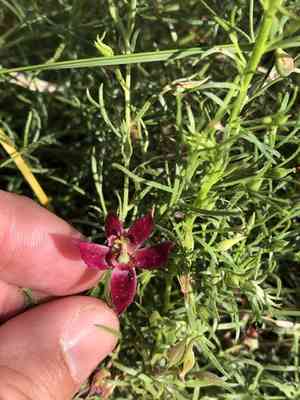 Trailing krameria(Krameria lanceolata)