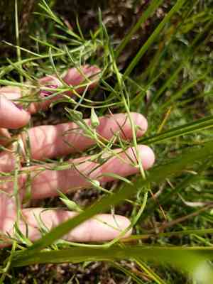 Trailing krameria(Krameria lanceolata)