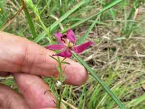 Trailing krameria(Krameria lanceolata)
