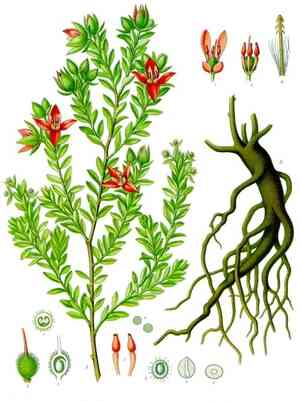 Rhatany Rhatany (Krameria) (Krameria) Care Guide: Pests, Diseases, Watering ...