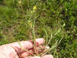 Weedy dwarf dandelion(Krigia cespitosa)