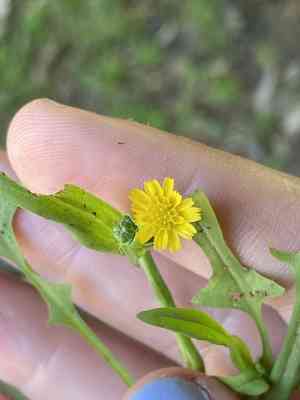 Weedy dwarf dandelion(Krigia cespitosa)