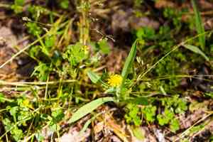 Weedy dwarf dandelion(Krigia cespitosa)