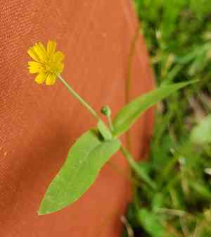 Weedy dwarf dandelion(Krigia cespitosa)