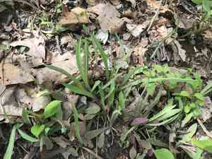Potato dwarf dandelion(Krigia dandelion)
