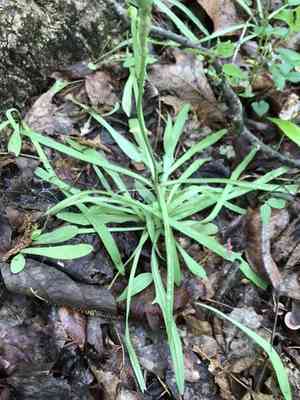 Potato dwarf dandelion(Krigia dandelion)