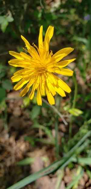 Potato dwarf dandelion(Krigia dandelion)