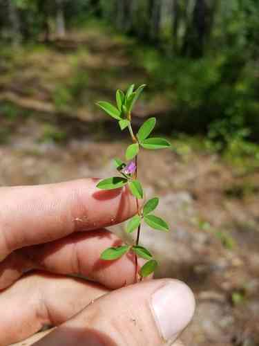 Japanese clover(Kummerowia striata)