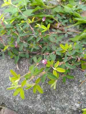 Japanese clover(Kummerowia striata)