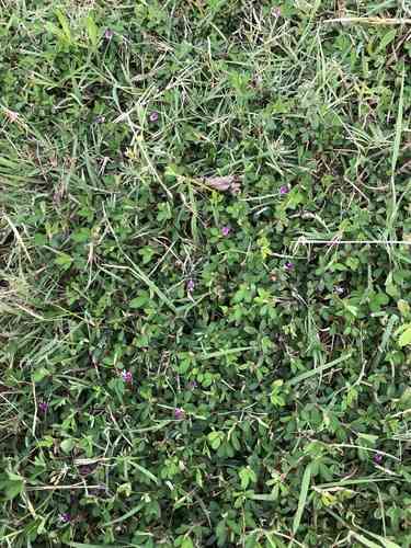 Japanese clover(Kummerowia striata)