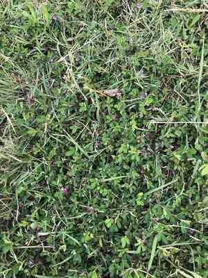 Japanese clover(Kummerowia striata)