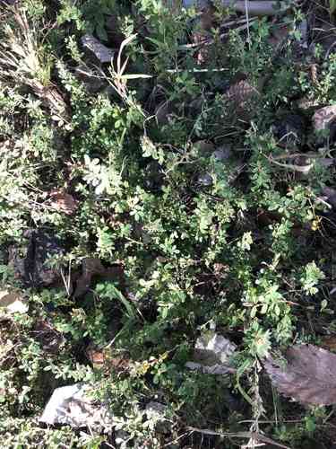 Japanese clover(Kummerowia striata)