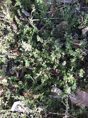 Japanese clover(Kummerowia striata)