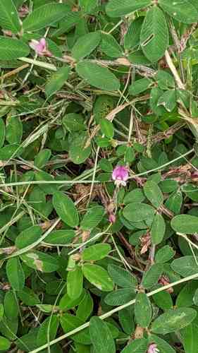 Japanese clover(Kummerowia striata)