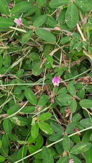 Japanese clover(Kummerowia striata)