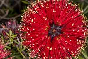 Scarlet kunzea(Kunzea baxteri)