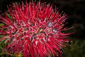 Scarlet kunzea(Kunzea baxteri)