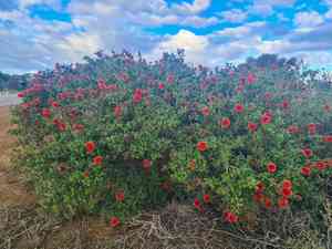 Scarlet kunzea(Kunzea baxteri)