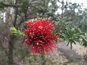 Scarlet kunzea(Kunzea baxteri)