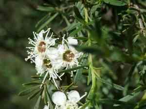 White tea-tree(Kunzea ericoides)