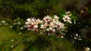 White tea-tree(Kunzea ericoides)