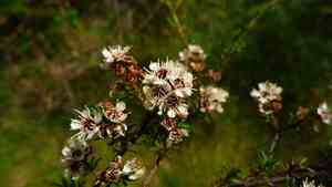White tea-tree(Kunzea ericoides)