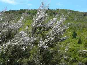 White tea-tree(Kunzea ericoides)