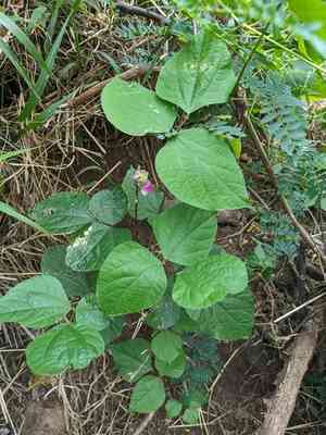 Hyacinth bean(Lablab purpureus)