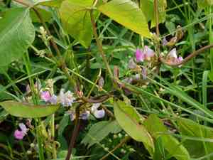 Hyacinth bean(Lablab purpureus)